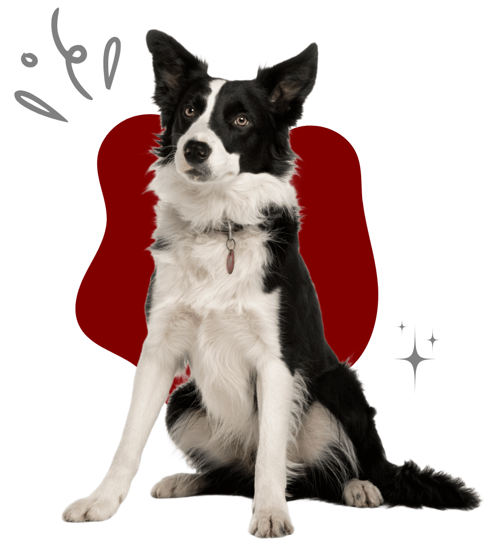 A dog poses on a striking red background