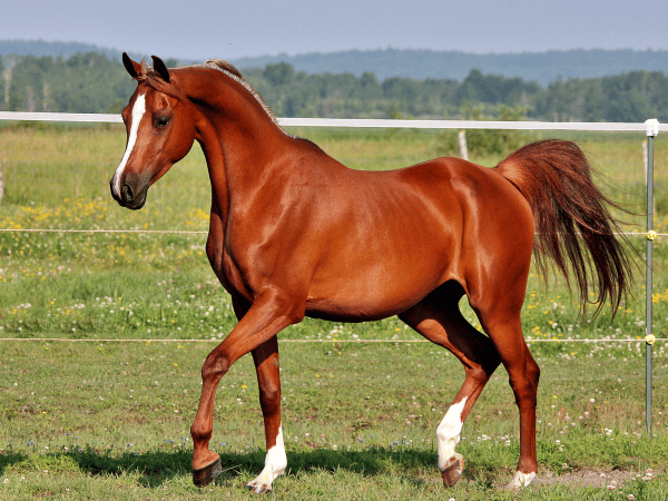 A horse