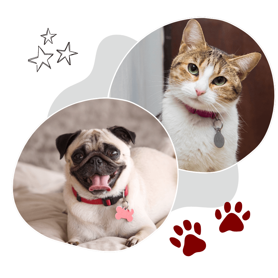 dog and cat collage